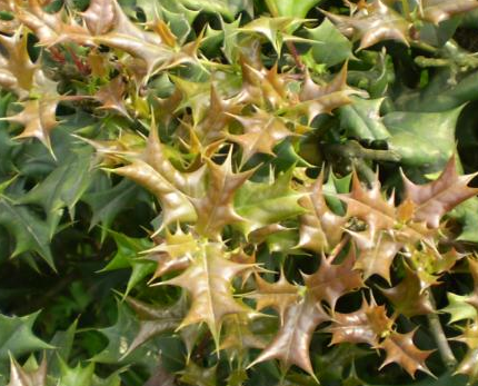 叶子带刺的植物想狗一样的植物