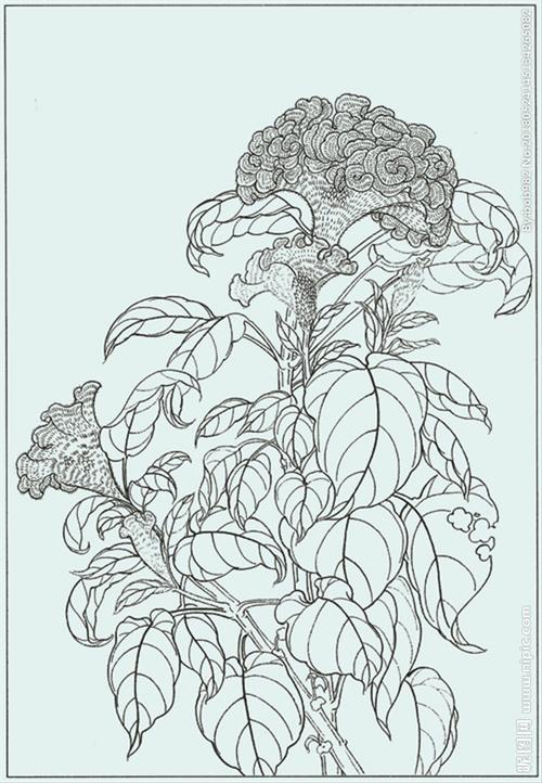 鸡冠花线描 鸡冠花白描 鸡冠花图片