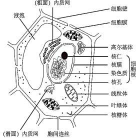 高中生物必修一动植物细胞亚显微结构的比较