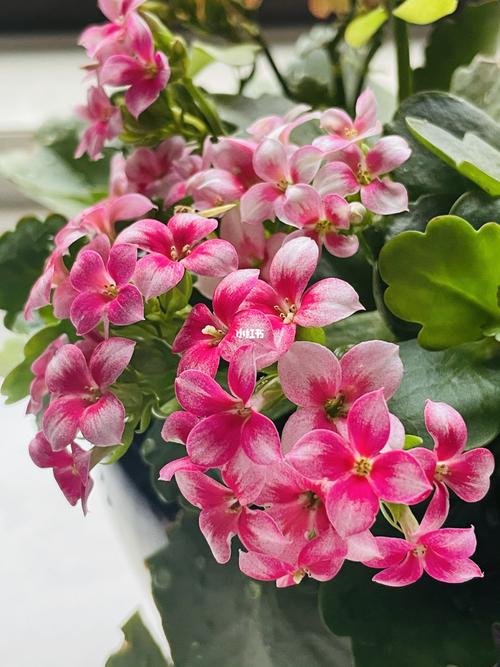 我的花花草草之——— 单瓣长寿花_鲜花_长寿花_鲜花分享_家居家装