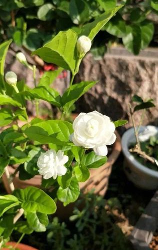 养茉莉花就得"抓重点",搞懂7个字,花蕾蹭蹭冒,清香不断!