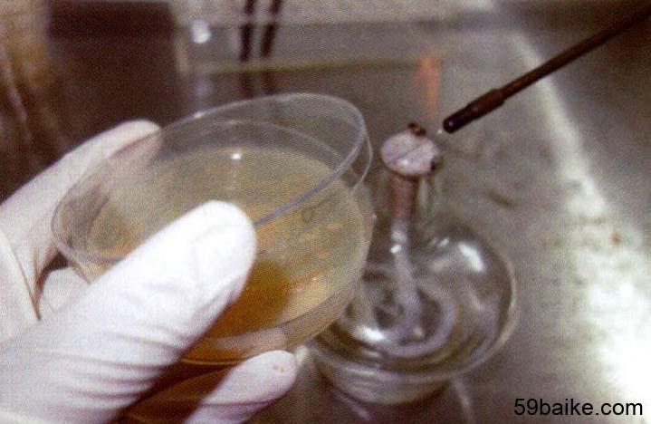 二,细菌的纯化和扩大培养