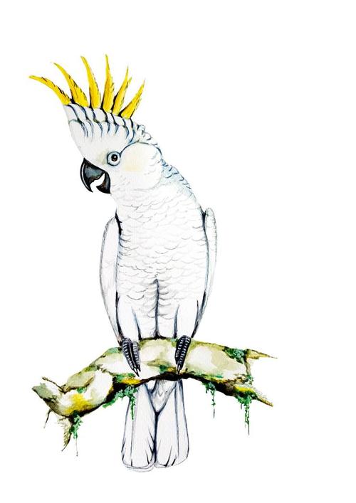 小葵花凤头鹦鹉