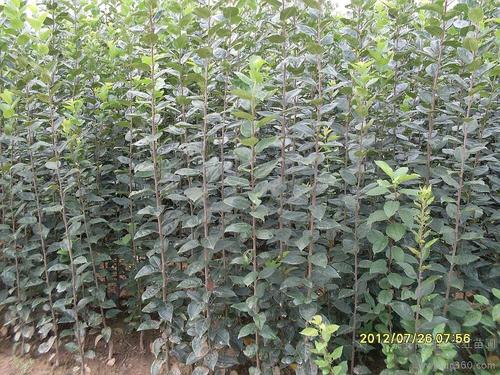 供应西府海棠苗,西府海棠各种规格,山东西府海棠小苗价格信息