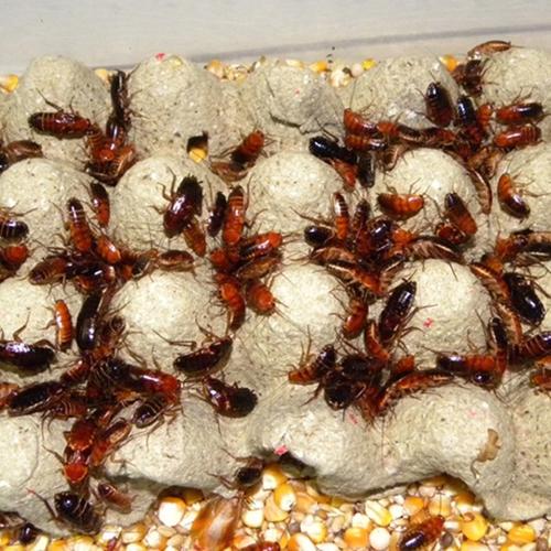 宠物蜘蛛蝎子蜥蜴龙鱼食物 只 20 3cm 2 活体饲料虫樱桃蟑螂成体