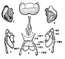 蝗虫的咀嚼式口器