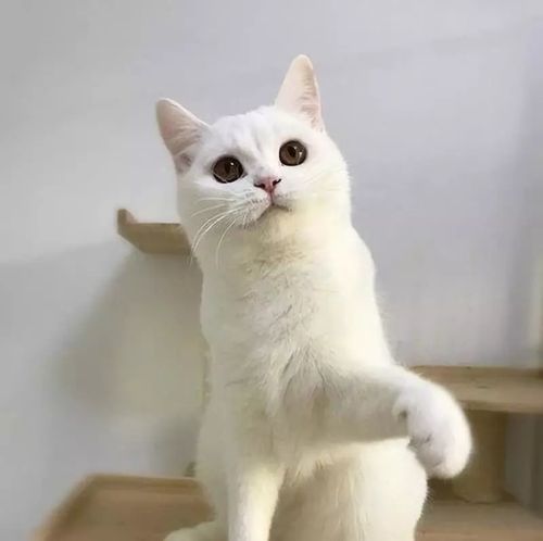 英短中的颜值担当!——猫咪品种介绍之银渐层篇