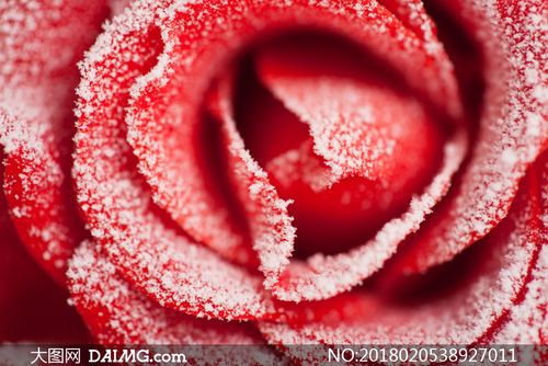 戴着冰霜的红色玫瑰花摄影高清图片