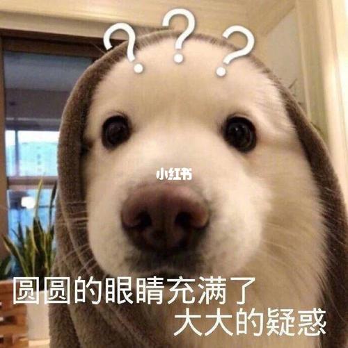 搞笑的动物表情包分享_表情包_搞笑_表情包分享_素材