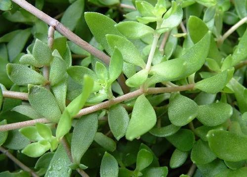 中药垂盆草的功效作用你了解多少