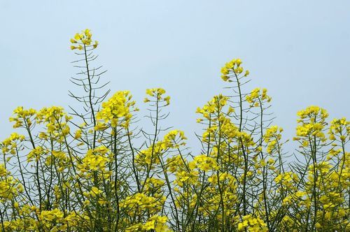 山村油菜花(2)