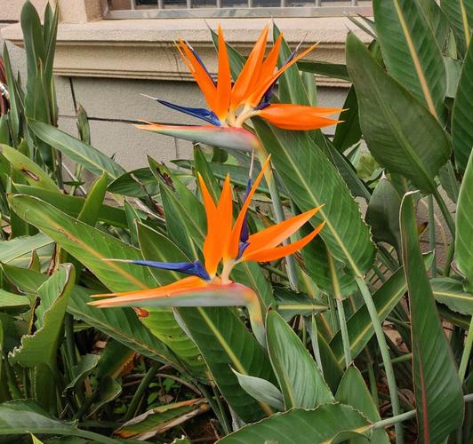 养鹤望兰,牢记"九字诀",叶子四季浓绿,开花肥美