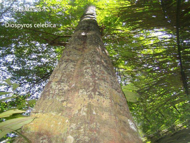 「涨知识」国标红木之27——苏拉威西乌木(望加锡乌木