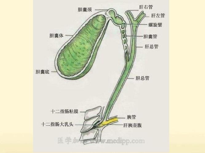 第十节 胆道疾病及其护理,胰腺炎