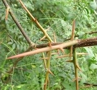 造刺树种子 造刺树苗新一代带刺篱笆植物围墙防护墙果园防护栏