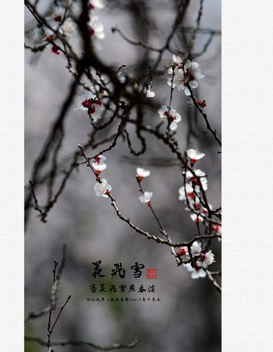 花飞雪--杏花开