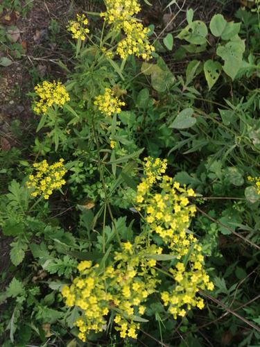异叶黄花败酱草