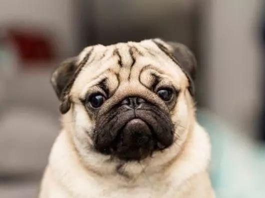 纯种的巴哥犬,会有这5个特征,真的假不了