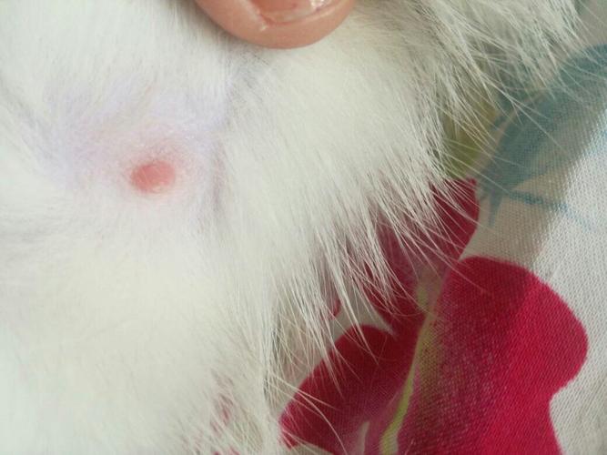 猫咪乳头变成这样是怀孕了吗