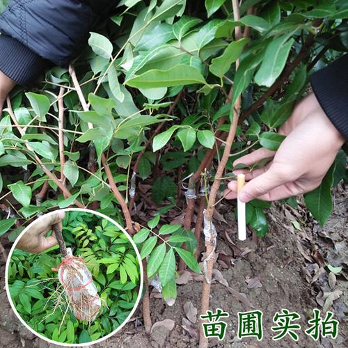 龙眼树苗包邮 广西容县发货 正宗嫁接石硖 储良 双季龙眼果树苗