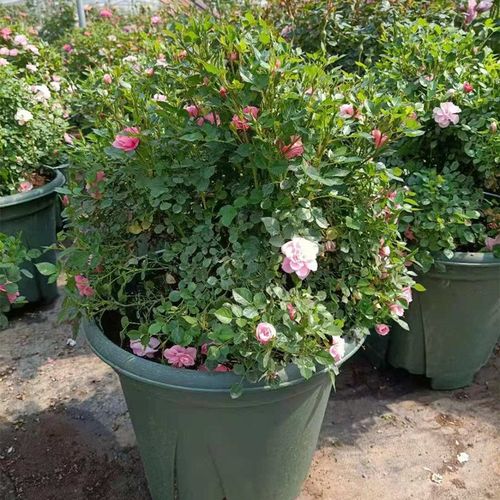 新品微月心上人月季/恋人印记盆栽月季花苗阳台月季丰