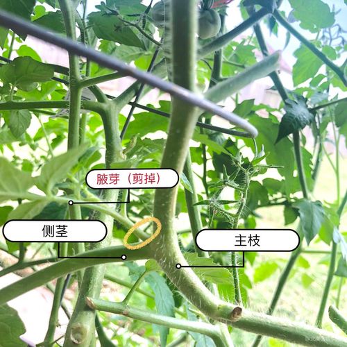 地摊小顾问:如何修剪小番茄的枝叶