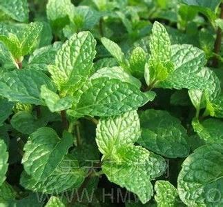 二,木姜花——《贵州草药》【异名】木姜花 (《贵州草药》).