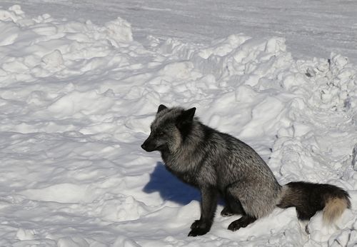 标题:长白山黑狐