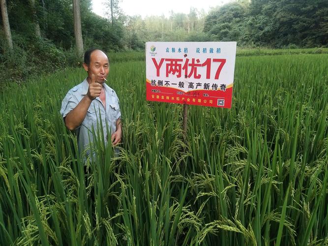 安徽袁粮种业《y两优17》你种倒;我发奖!购买电话:15137706336