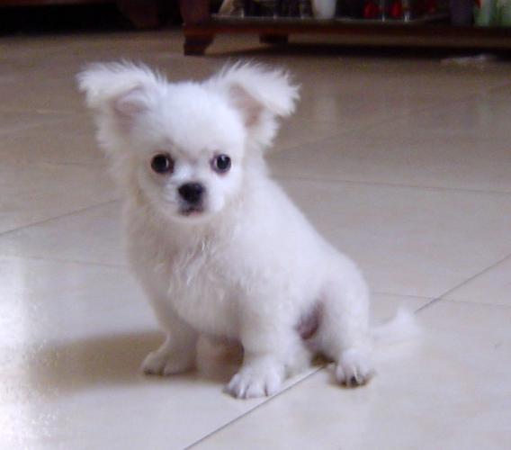 家养蝴蝶犬可上门挑选价格便宜