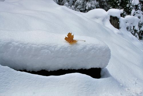 白色雪地枯黄落叶创意摄影