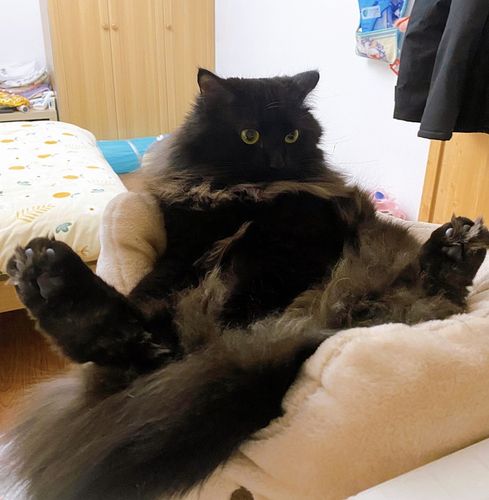 讨论想看看大家的黑色黑白色长毛猫