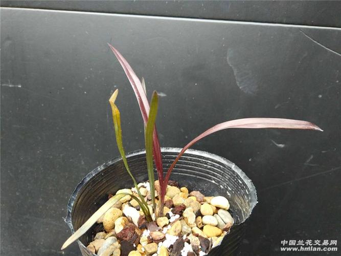 寒兰血红草