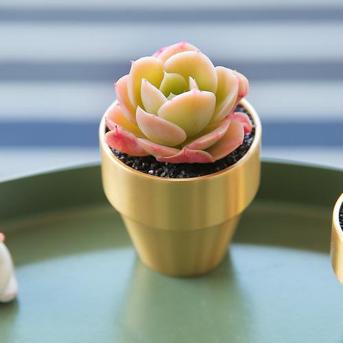 柠檬酸橙多植物稀有品种杂交花卉盆栽绿植室内多肉植物