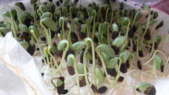 黑豆芽苗菜