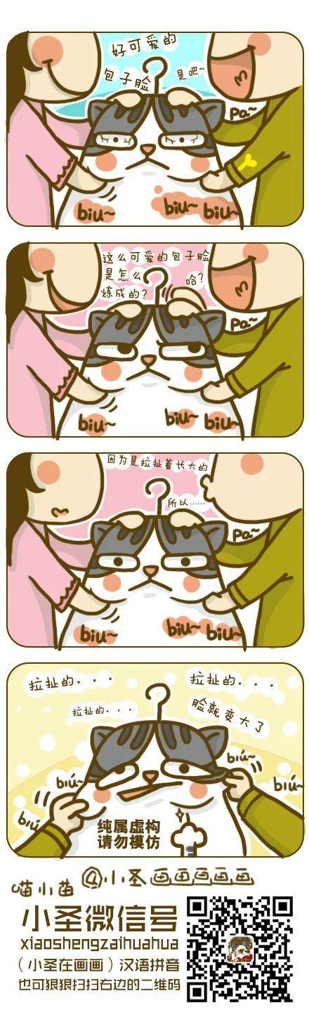 美短##银虎斑加白##纯种猫##圣诞##宠物##猫咪##搞笑