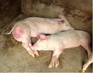猪场7大症状锁定猪高热病