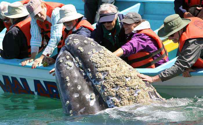 给鲸鱼去掉藤壶 鲸鱼身上的"牛皮癣"藤壶,甩都甩不掉,网友:好想一个个