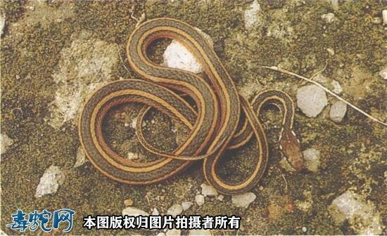 金丝蛇金丝蛇资料图片品种简介