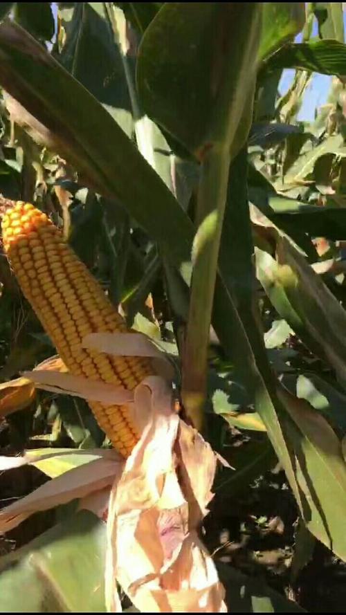 其它 龙单90玉米谁种谁赢 写美篇 龙单90 18年最新审定品种,审定编号