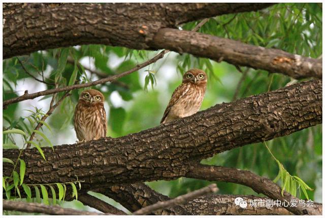 干掉了6只长耳鸮那只雕鸮还是没能扛过寒冬