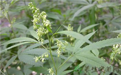 火麻仁的功效与食用方法(2)