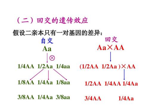 7回交育种ppt
