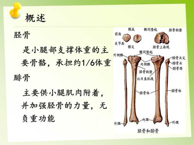 胫腓骨骨折的护理