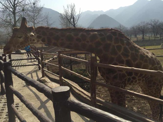 秦岭野生动物园   秦岭野生动物园单门票 淡季
