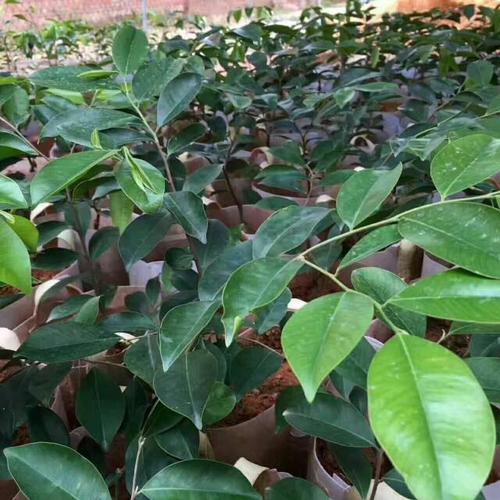 奇楠沉香树苗多久才能结香?