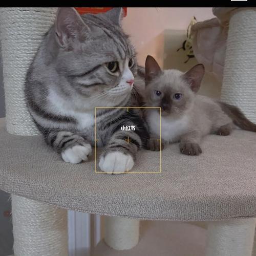 美短与暹罗_美短_宠物_猫_晒猫