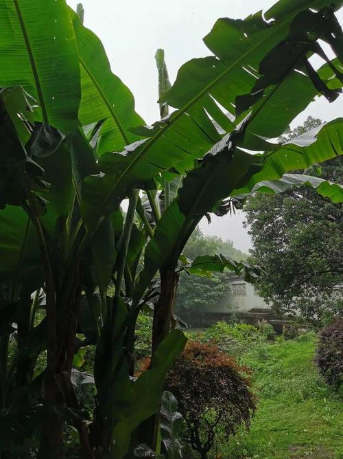 【绍兴·图说】躲雨赏景:稽山公园又一村|雨打芭蕉_网易订阅