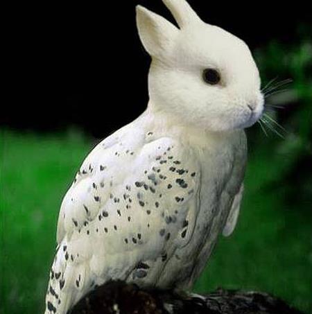 奇怪的动物,你见过几种呢?这几种肯定没有看过吧?