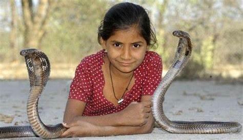 柬埔寨小姑娘抓获巨蟒和毒蛇 蛇自卫了吗?网友:太没面子了